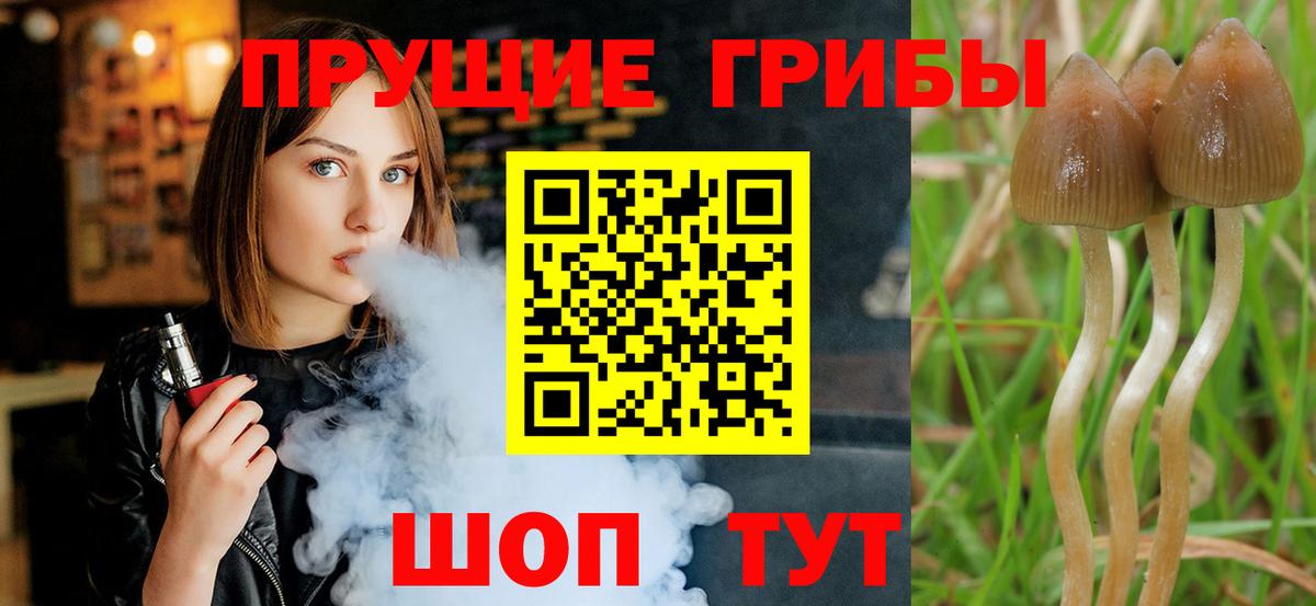 Псилоцибиновые грибы Psilocybine cubensis Северск